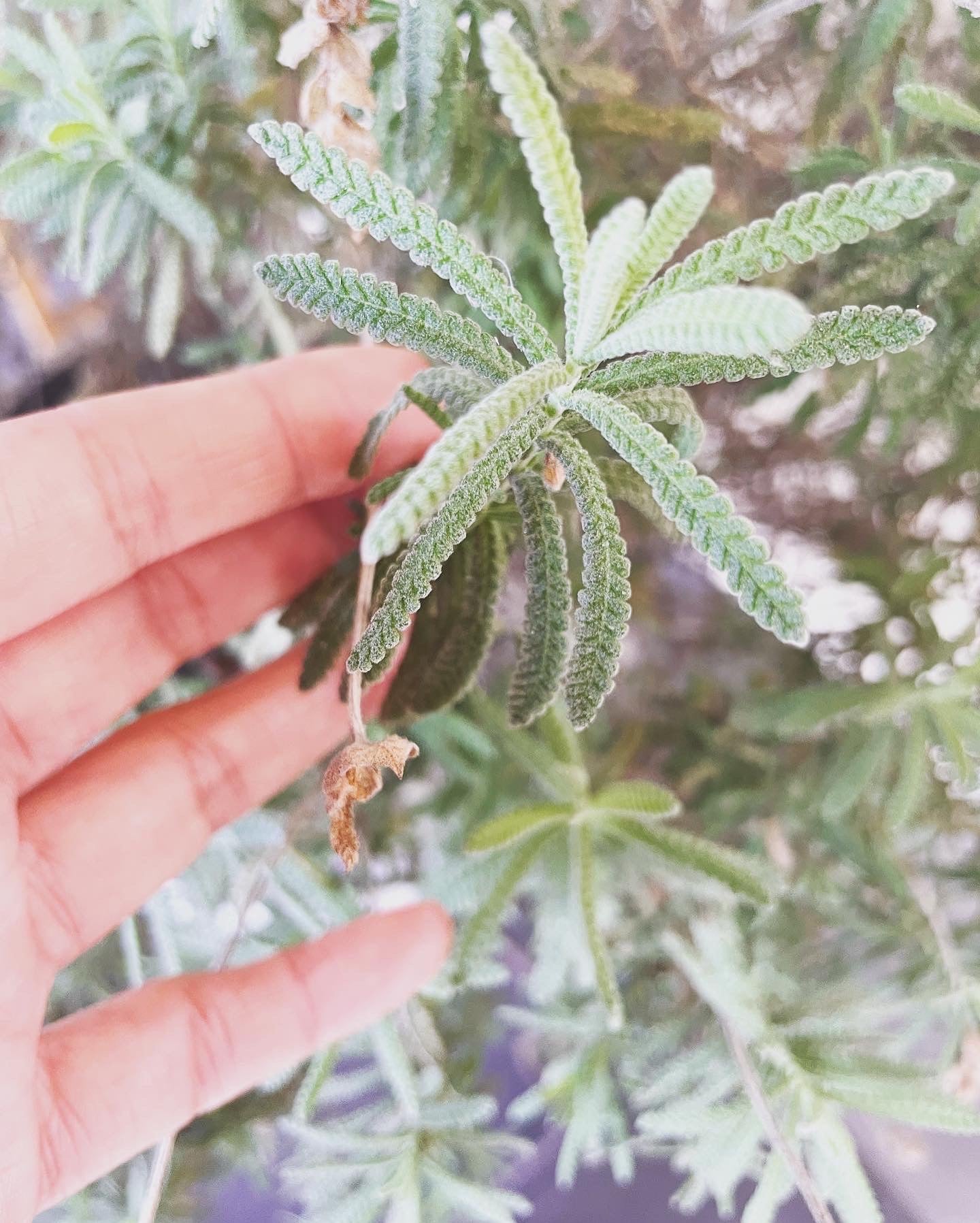 .5 oz lavender lip balm